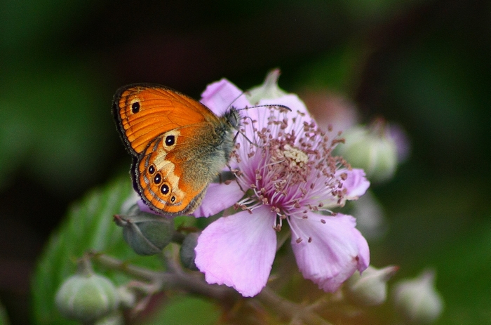 Le Coenonympha dell''Italia centrale